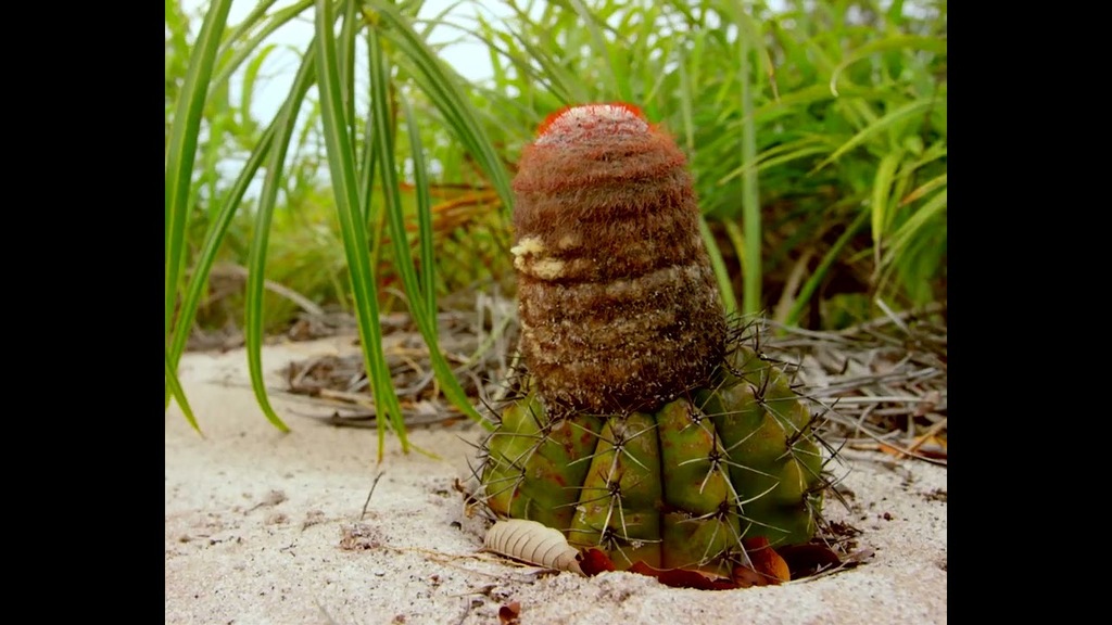 Cubo da Vida: vídeo Restinga ESP