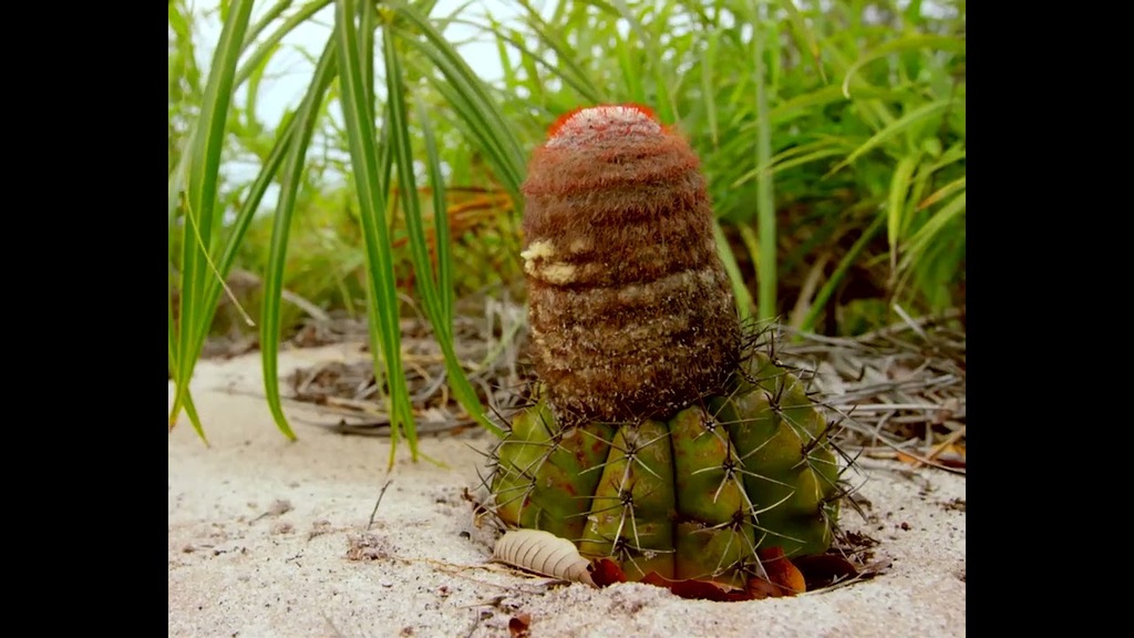 Cubo da Vida: vídeo Restinga ENG