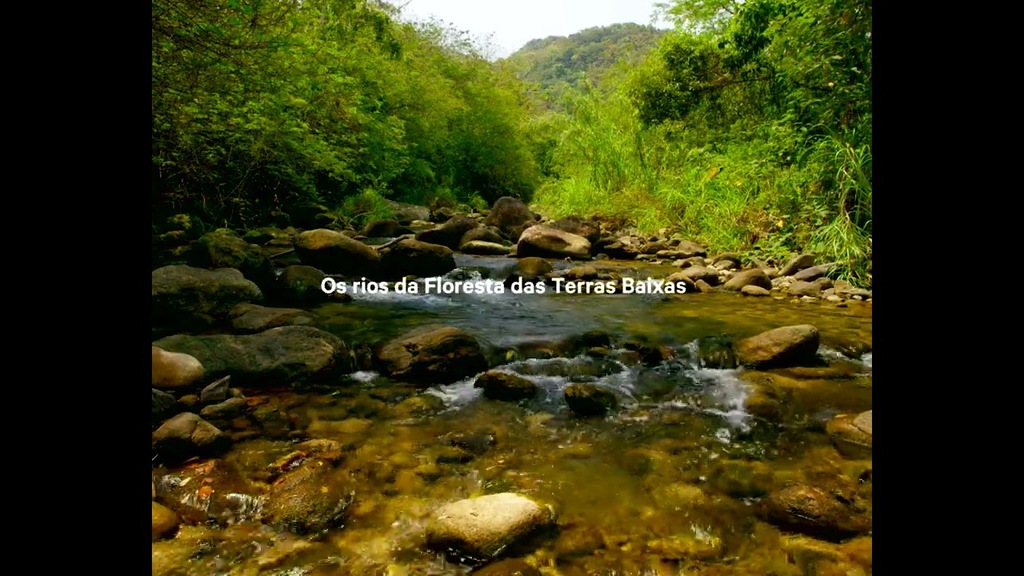 Cubo da Vida: vídeo Floresta Terras Baixas POR