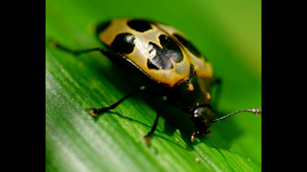 Cubo da Vida: vídeo Floresta Alto Montana POR