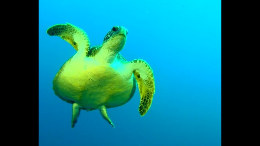 Cubo da Vida: vídeo Baía de Guanabara ENG