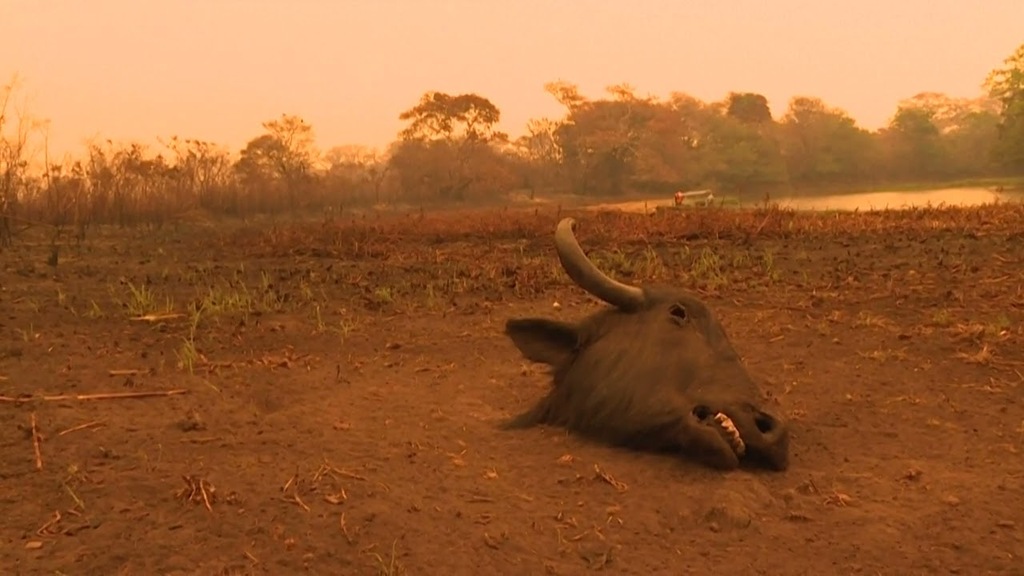 Antropoceno - Colapso Social: vídeo Desmatamento na Amazônia Legal