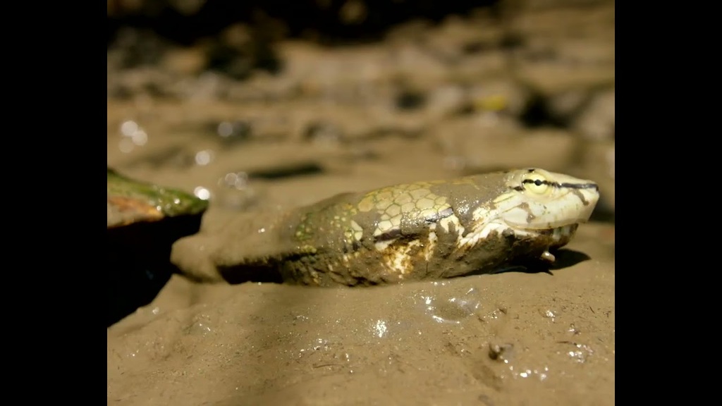Cubo da Vida: vídeo Manguezais ESP