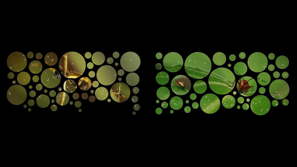 Cubo da Vida: vídeo 2 (interior do cubo)