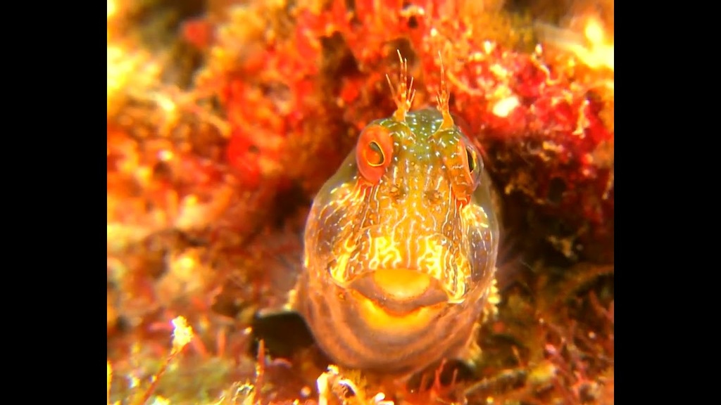 Cubo da Vida: vídeo Baía de Guanabara POR