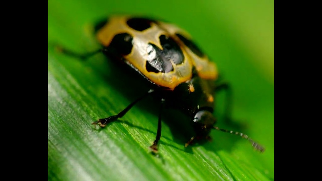 Cubo da Vida: vídeo Floresta Alto Montana ENG